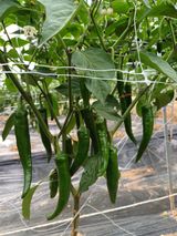 팜모닝 고추·영농일지 게시글 이미지