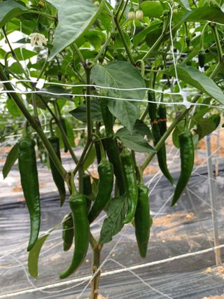 김명복님의 고추 · 영농일지 작성글 사진