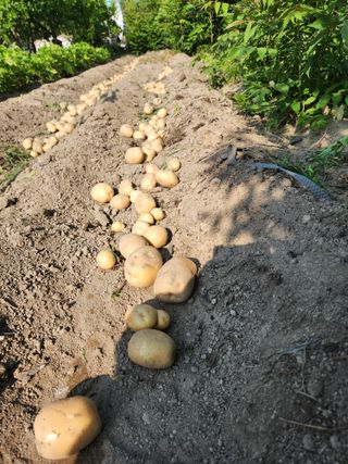 알 수 없음님의 감자 · 영농일지 작성글 사진