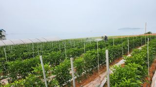 팜블리분매리농윈님의 고추 · 영농일지 작성글 사진