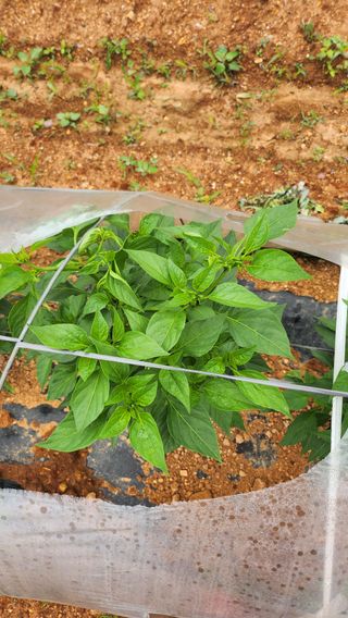 팜블리분매리농윈님의 고추 · 영농일지 작성글 사진