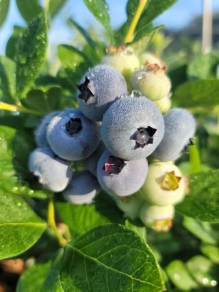 박치문님의 블루베리 · 영농일지 작성글 사진