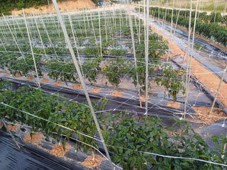 김명복님의 고추 · 영농일지 작성글 사진