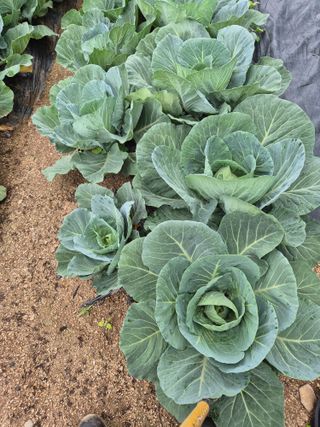 왕자농원님의 양배추 · 영농일지 작성글 사진