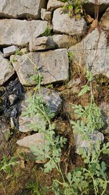 팜모닝 기타작물·영농일지 게시글 이미지