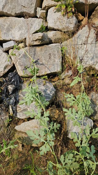 tigerwoods님의 기타작물 · 영농일지 작성글 사진