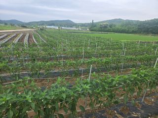 박준호님의 기타작물 · 영농일지 작성글 사진