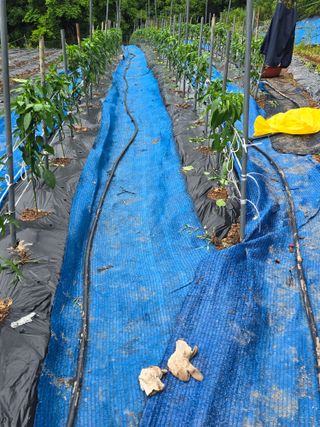 창공솔개님의 기타작물 · 영농일지 작성글 사진