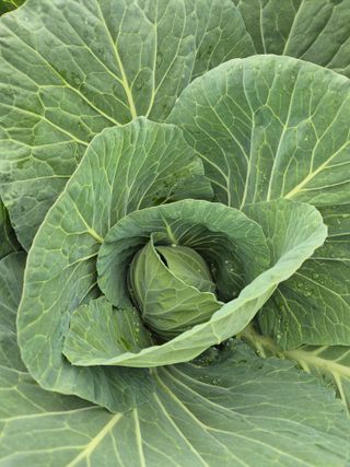 왕자농원님의 양배추 · 영농일지 작성글 사진