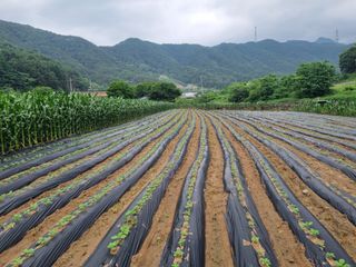 신현효님의 기타작물 · 영농일지 작성글 사진