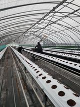 팜모닝 딸기·영농일지 게시글 이미지