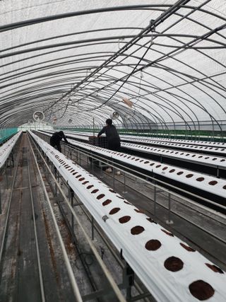 님의 딸기 · 영농일지 작성글 사진