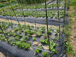 연모 자연의행복님의 매실 · 영농일지 작성글 사진