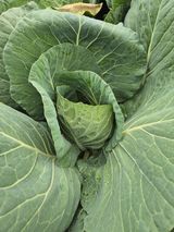 팜모닝 양배추·영농일지 게시글 이미지