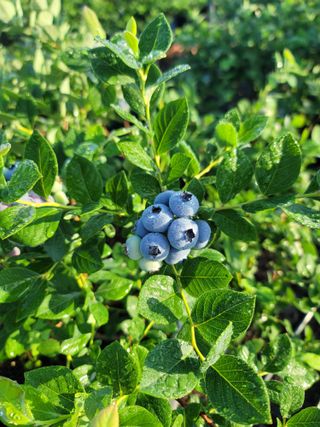 박치문님의 블루베리 · 영농일지 작성글 사진