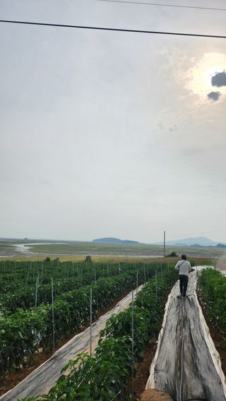 팜블리분매리농윈님의 고추 · 영농일지 작성글 사진