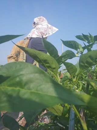 팜블리분매리농윈님의 고추 · 영농일지 작성글 사진