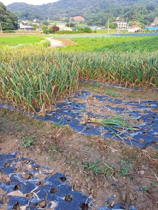 좋은인연원님의 마늘 · 영농일지 작성글 사진