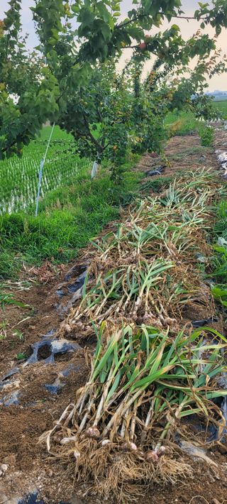 살구15128님의 마늘 · 영농일지 작성글 사진
