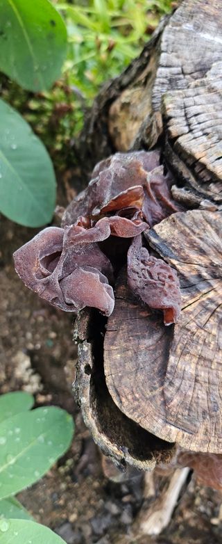 박민자 님의 기타작물 · 영농일지 작성글 사진