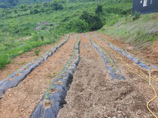 조동일님의 고추 · 영농일지 작성글 사진