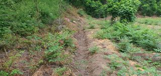 변호연님의 두릅 · 영농일지 작성글 사진