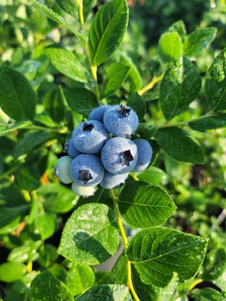 박치문님의 블루베리 · 영농일지 작성글 사진