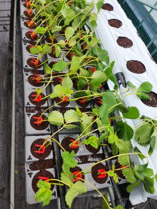 님의 딸기 · 영농일지 작성글 사진