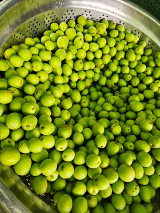 연모 자연의행복님의 매실 · 영농일지 작성글 사진