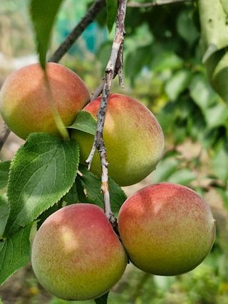 매실향기차향기님의 기타작물 · 영농일지 작성글 사진