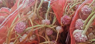 구춘봉님의 마늘 · 영농일지 작성글 사진