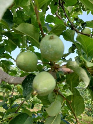 트라이애플1님의 사과 · 영농일지 작성글 사진