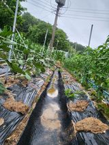 팜모닝 기타작물·영농일지 게시글 이미지