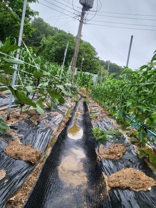 진잠농원님의 기타작물 · 영농일지 작성글 사진