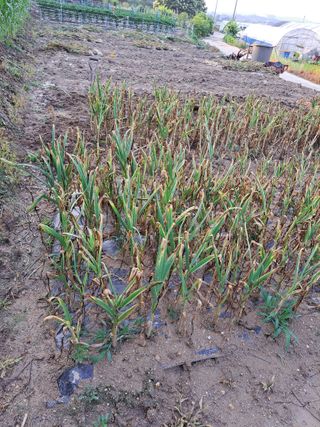 좋은인연원님의 마늘 · 영농일지 작성글 사진