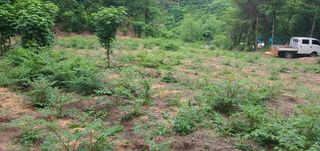 변호연님의 두릅 · 영농일지 작성글 사진