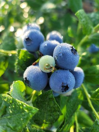 박치문님의 블루베리 · 영농일지 작성글 사진