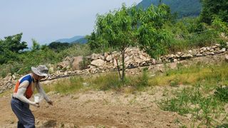 어명순님의 기타작물 · 영농일지 작성글 사진