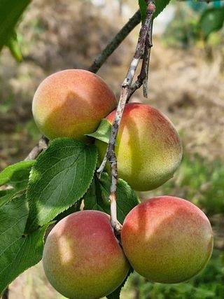 매실향기차향기님의 기타작물 · 영농일지 작성글 사진