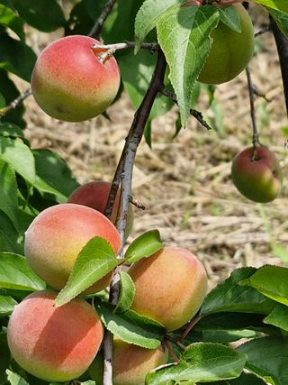 매실향기차향기님의 기타작물 · 영농일지 작성글 사진
