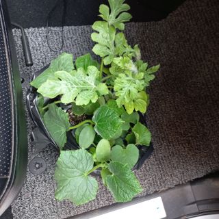 김건우님의 기타작물 · 영농일지 작성글 사진