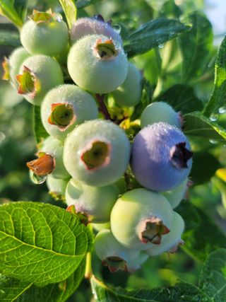 박치문님의 블루베리 · 영농일지 작성글 사진