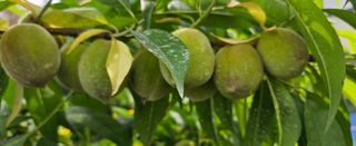 박민자 님의 복숭아 · 영농일지 작성글 사진