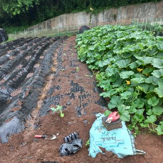 김건우님의 기타작물 · 영농일지 작성글 사진