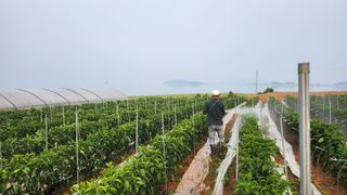 팜블리분매리농윈님의 고추 · 영농일지 작성글 사진