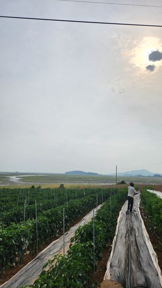 팜블리분매리농윈님의 고추 · 영농일지 작성글 사진