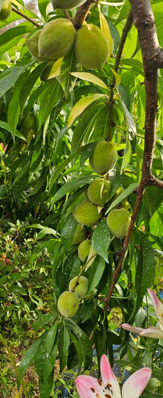 박민자 님의 복숭아 · 영농일지 작성글 사진
