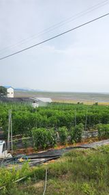 팜모닝 고추·영농일지 게시글 이미지