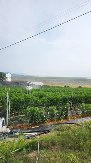 팜블리분매리농윈님의 고추 · 영농일지 작성글 사진