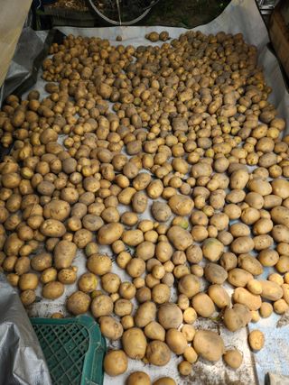 알 수 없음님의 감자 · 영농일지 작성글 사진